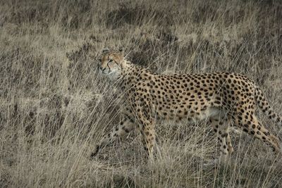 View of cat on field