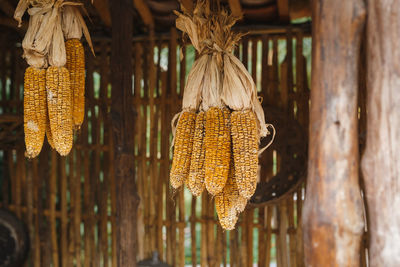 Close-up of dried hanging on wood