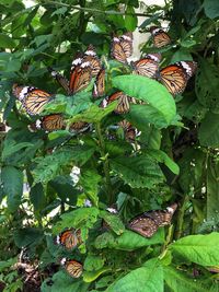 Close-up of butterfly on leaves