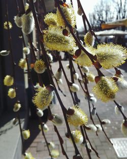 Close-up of flowers growing on tree