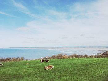 Cows grazing on field by sea against sky