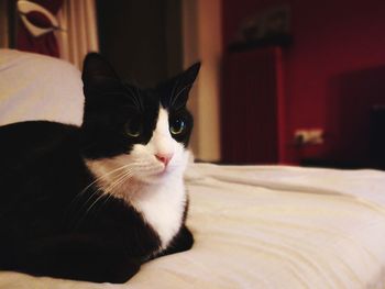 Close-up portrait of cat sitting on couch at home