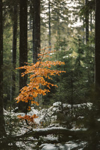 Trees in forest