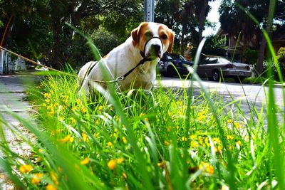 Dog sitting on grass