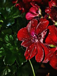 Close-up of wet red flowers