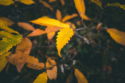 Close-up of yellow leaves on plant