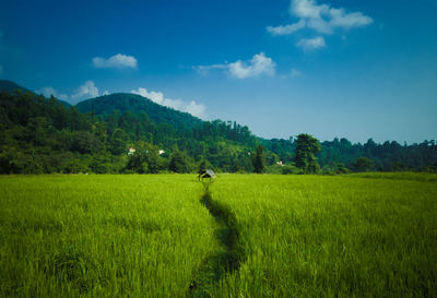 Scenic view of grassy field against sky