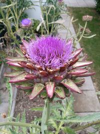 Close-up of purple flower
