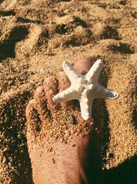 Close-up of hand holding lizard on sand