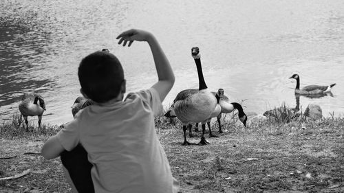 Rear view of boy with canada geese on lakeshore