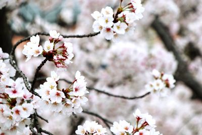 Close-up of cherry blossom tree in spring time , sakura japan