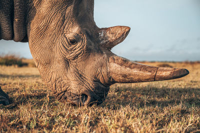 Rhino standing at field