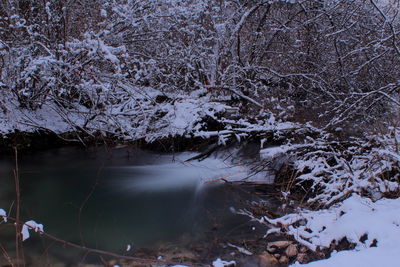 Snow covered trees in forest