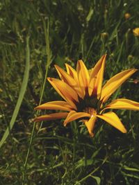 Close-up of yellow flower on field