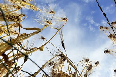 Low angle view of plants against sky