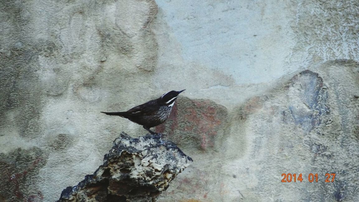 bird, one animal, animal themes, animals in the wild, wildlife, rock - object, nature, outdoors, full length, day, perching, no people, wall - building feature, water, side view, close-up, textured, high angle view, wall, rock