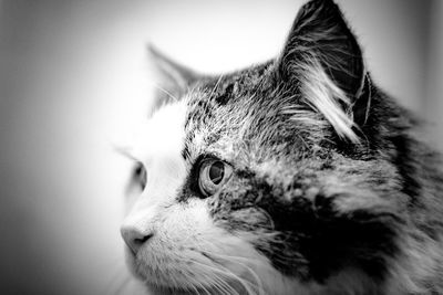 Close-up of a cat looking away