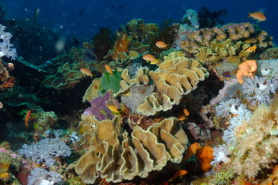 Fish swimming in sea