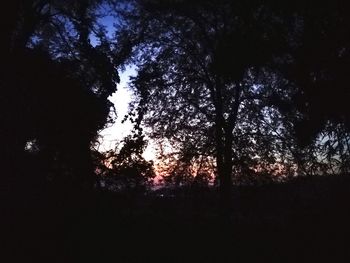 Low angle view of silhouette trees against sky at night