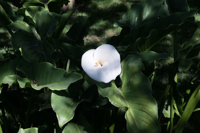Close-up of white flowers blooming outdoors