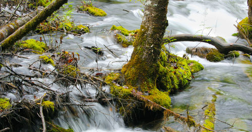 Scenic view of river amidst trees in forest