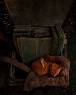 High angle view of cat sleeping