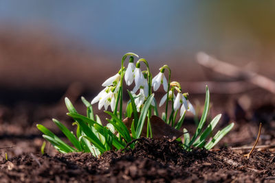 Close-up of small plant growing outdoors