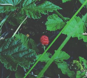 Close-up of strawberry growing on plant