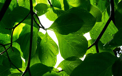 Close-up of green leaves