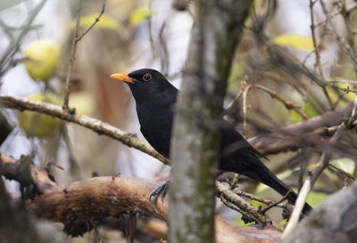 Low angle view of bird perching on branch