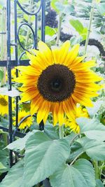 Close-up of sunflower