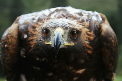 Close-up of eagle