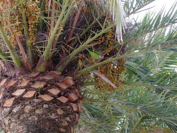 Close-up of fresh green plants