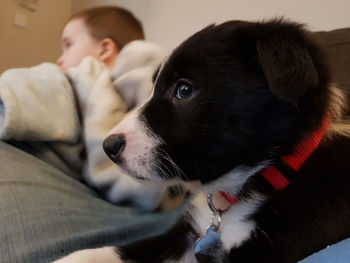 Close-up of dog looking away while sitting on sofa at home