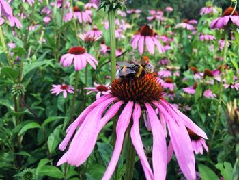 Honey bee pollinating on pink flower