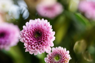 Close-up of pink flowering plant