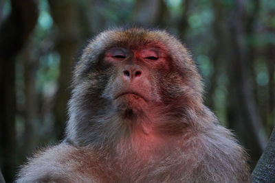 Portrait of monkey in forest