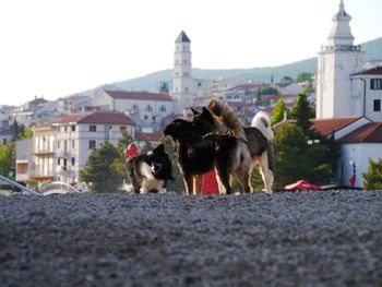 Dogs on road in city against sky