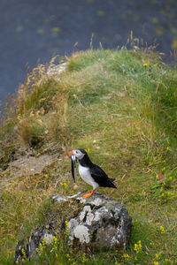 Bird perching on rock