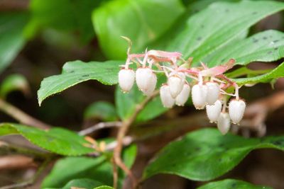 Close-up of flowers