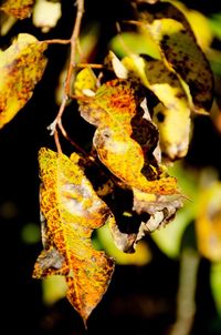 Close-up of grapes