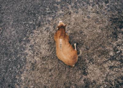 High angle view of dry leaf on land