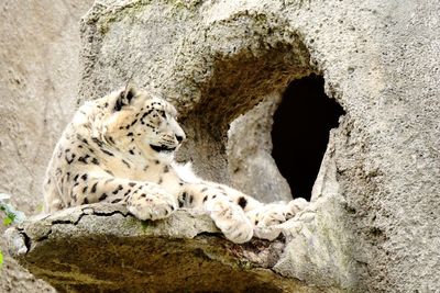 Cat relaxing on rock