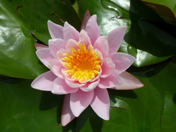 Close-up of lotus water lily in lake