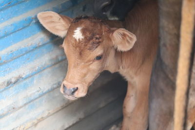 Close-up of calf