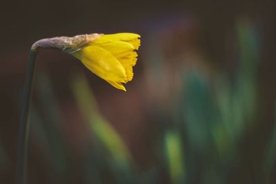 Close-up of yellow flower