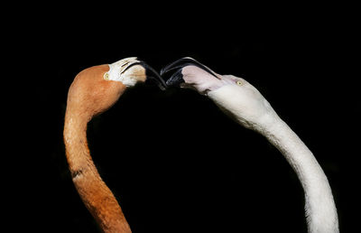 Close-up portrait of man against black background