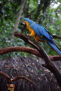 Bird perching on branch