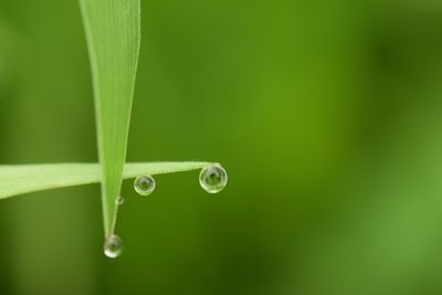 Close-up of water drops on grass