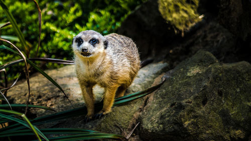 Close-up portrait of dog